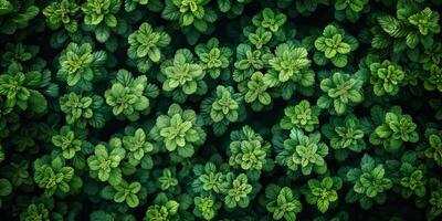 AI generated Top view of green mint leaves in garden. Natural floral background. photo