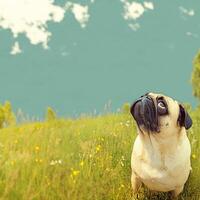 AI generated Vintage charm Old pug gazes at the horizon in a meadow For Social Media Post Size photo