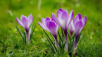 ai generado púrpura azafrán flor antecedentes fondo de pantalla con hermosa verde césped foto