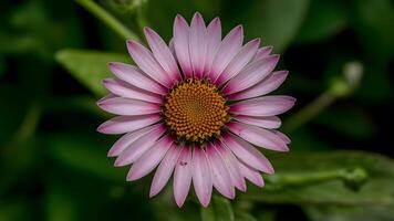 AI generated Violet flourishing flower with a vibrant yellow pestle contrast photo