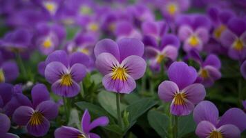 ai generado maravilloso naturaleza en resumen concepto, hermosa púrpura Violeta flor foto