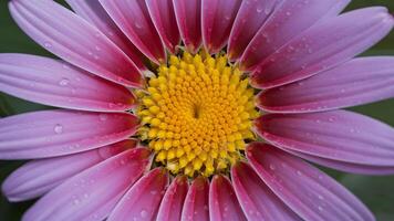 ai generado foto de stock artístico movimiento antecedentes con flor agua gotas, de cerca