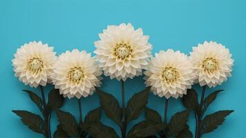 AI generated Capture Turquoise blue background with five forward facing dahlia heads photo