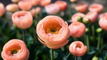 AI generated Closeup peach ranunculus abstract background, shallow depth of field photo