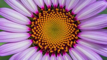 ai generado digital macro cerca arriba de Violeta púrpura africano capa osteospermum margarita foto