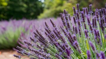 ai generado multa lavanda flores floreciente en contra borroso naturaleza fondo, panorámico bandera foto