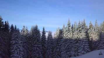 volo al di sopra di foresta nel il Carpazi nel inverno. bellissimo paesaggio di inverno montagne. aereo Visualizza. 4k video