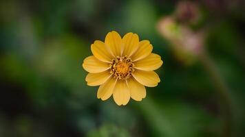 ai generado salvaje bosque amarillo flor con único swirly bokeh antecedentes foto