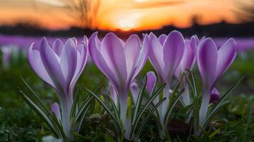 ai generado azafrán flores floración en contra un puesta de sol fondo en temprano primavera foto