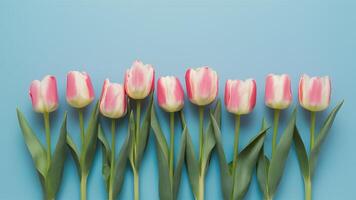 AI generated Img Flat lay of beautiful pink spring tulips on light blue photo