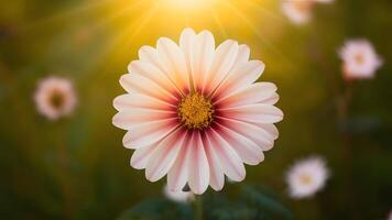 ai generado pétalo flor antecedentes irradia con suave natural ligero foto