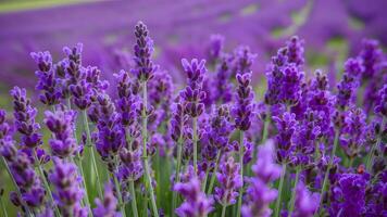 AI generated Closeup of lavender flowers field, blooming with fragrant violet photo