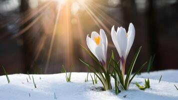 AI generated Springtime crocus flower emerges through snow in sunbeam backdrop photo