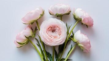 AI generated Elegant light pink ranunculus flowers isolated on white backdrop photo