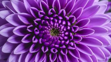 AI generated Macro lens used to capture interesting abstract purple flower photo