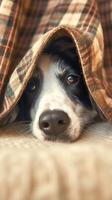 AI generated Pet care concept Border collie lying under a plaid indoors Vertical Mobile Wallpaper photo