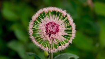 AI generated Beautiful flower isolated on green background, tufts circle photo