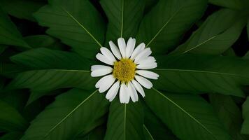 AI generated Large green leaves around chamomile flower on unique background photo