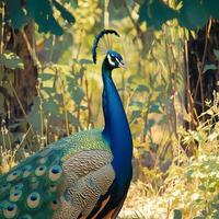 AI generated Elegant peacock stands in the midst of natural surroundings For Social Media Post Size photo