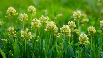 AI generated Wild clover flowers create a charming spring natural background photo