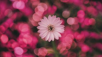 AI generated Pink bokeh adds beauty to abstract blurred background image photo