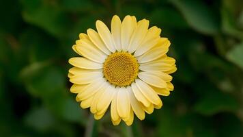 AI generated Img Yellow daisy flower on white background, clipping path included photo