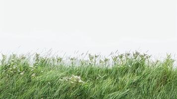 AI generated A minimalist composition of a grassy meadow, with tall grass swaying in the wind photo