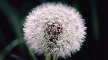 AI generated Vintage macro of dandelion flower, soft extreme close up, abstract photo