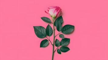 AI generated Pink rose leaves stand out in isolation against white background photo