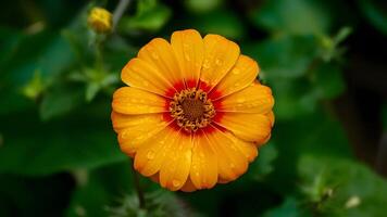 AI generated Bright ornamental garden background with rain droplets on orange flower photo