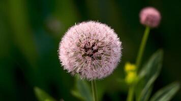 AI generated Tufts circle flower isolated on green background, beautiful photo