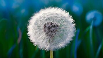 AI generated Image Close up shot presents soft focused blue abstract dandelion flower background photo