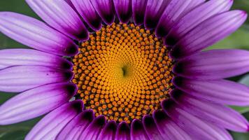 AI generated Digital Macro close up of violet purple African cape osteospermum daisy photo