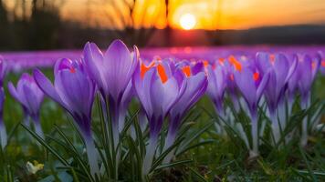 AI generated Vibrant crocus flowers add color to a sunset scene photo