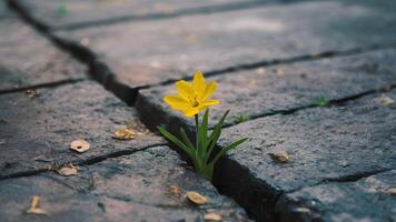 AI generated Yellow flower growing in crack on street, symbolizing hope photo