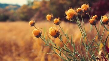 AI generated Frame Selective focus on autumn landscape background with dried flowers photo