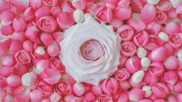 AI generated Blend of pink and white creates a soft rose petals background photo