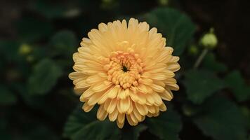 AI generated Vibrant yellow chrysanthemum flower stands out against isolated backdrop photo