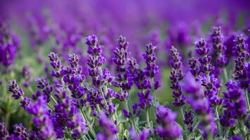 ai generado de cerca de lavanda flores campo, floreciente con fragante Violeta foto