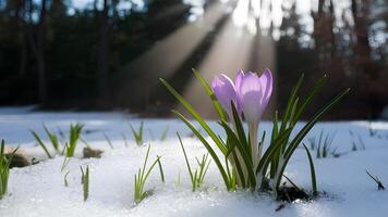 ai generado rayo de sol ilumina azafrán flor emergente mediante primavera nieve fondo foto