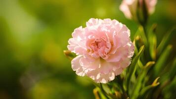 ai generado escena hermosa rosado clavel flor Destacados en un cautivador encabezamiento foto