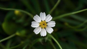 ai generado tema frescura de primavera capturado por aislado blanco salvaje Zanahoria flor foto