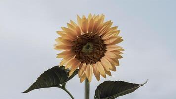 AI generated Striking sunflower stands out against a clean white background photo