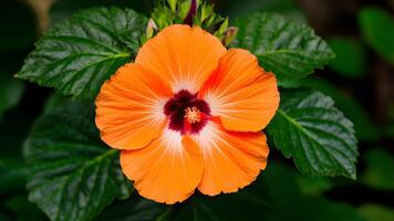 ai generado naranja color hibisco flor verde hojas aislado blanco antecedentes foto