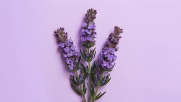 AI generated Lavender blooms isolated on a pristine white background photo