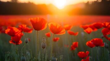 AI generated Poppy field at sunset creates dreamy blurred background ambiance photo