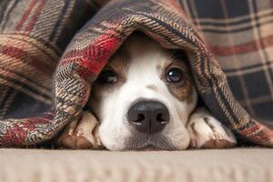 AI generated Closeup dogs nose sticking out from under a plaid photo