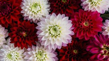 AI generated Floral picture full of colors, featuring red and white dahlias photo