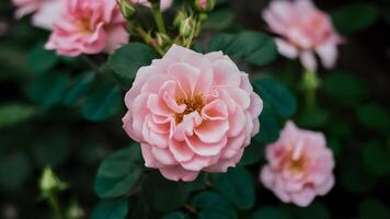 ai generado Rosa floreciente en verano jardín, rosado flores cierne al aire libre foto