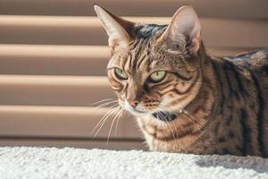 ai generado interior payasadas arrogante atigrado gato cerca ventana persianas, juguetón adentro foto